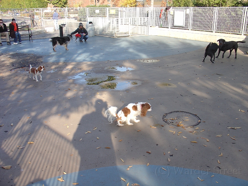 Nyc Dog Park 01.jpg